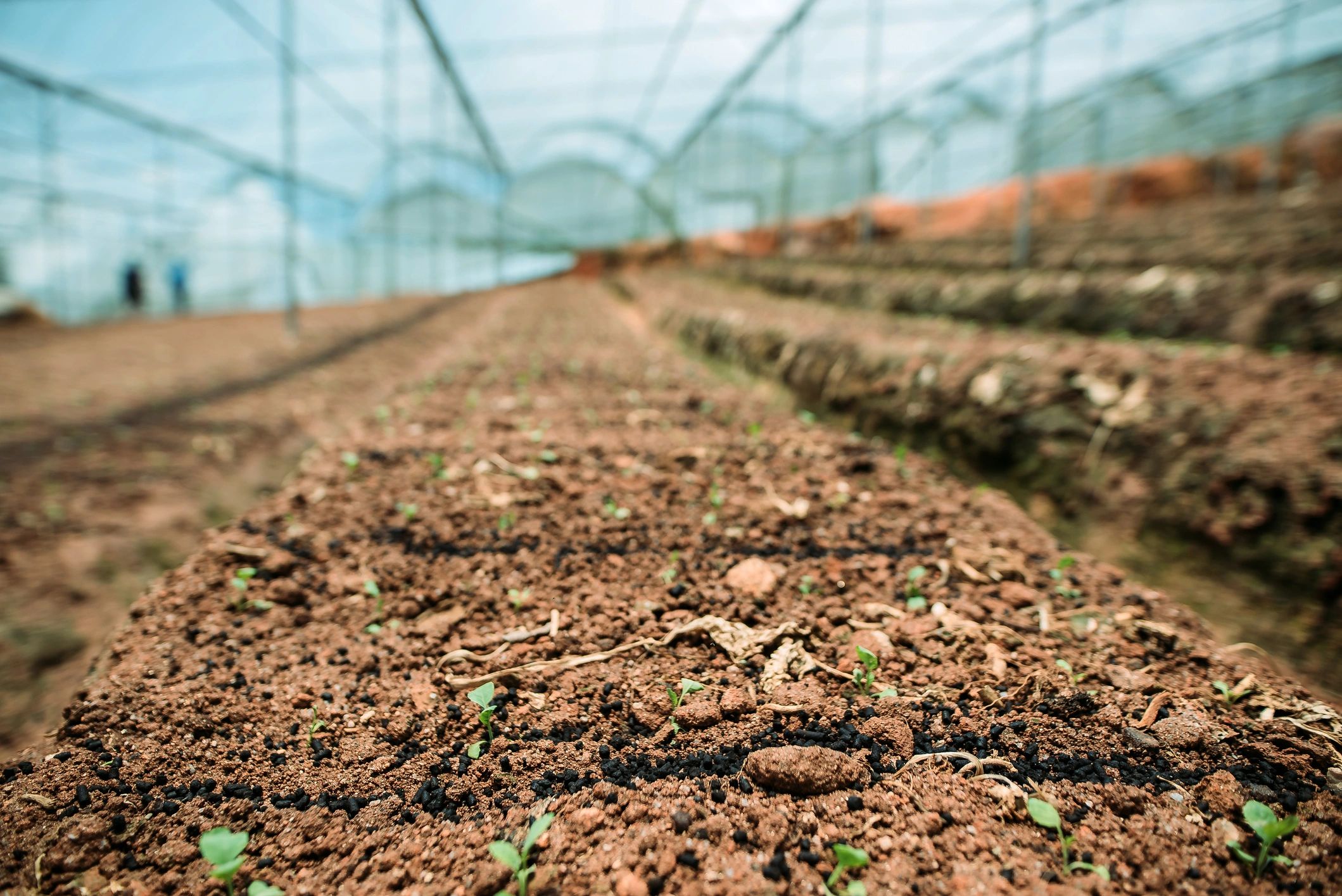 Hands sowing seeds in soil
