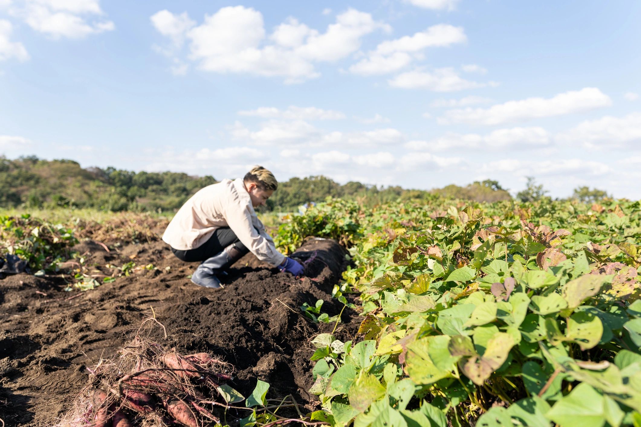 Agricultural worker harvesting in the field