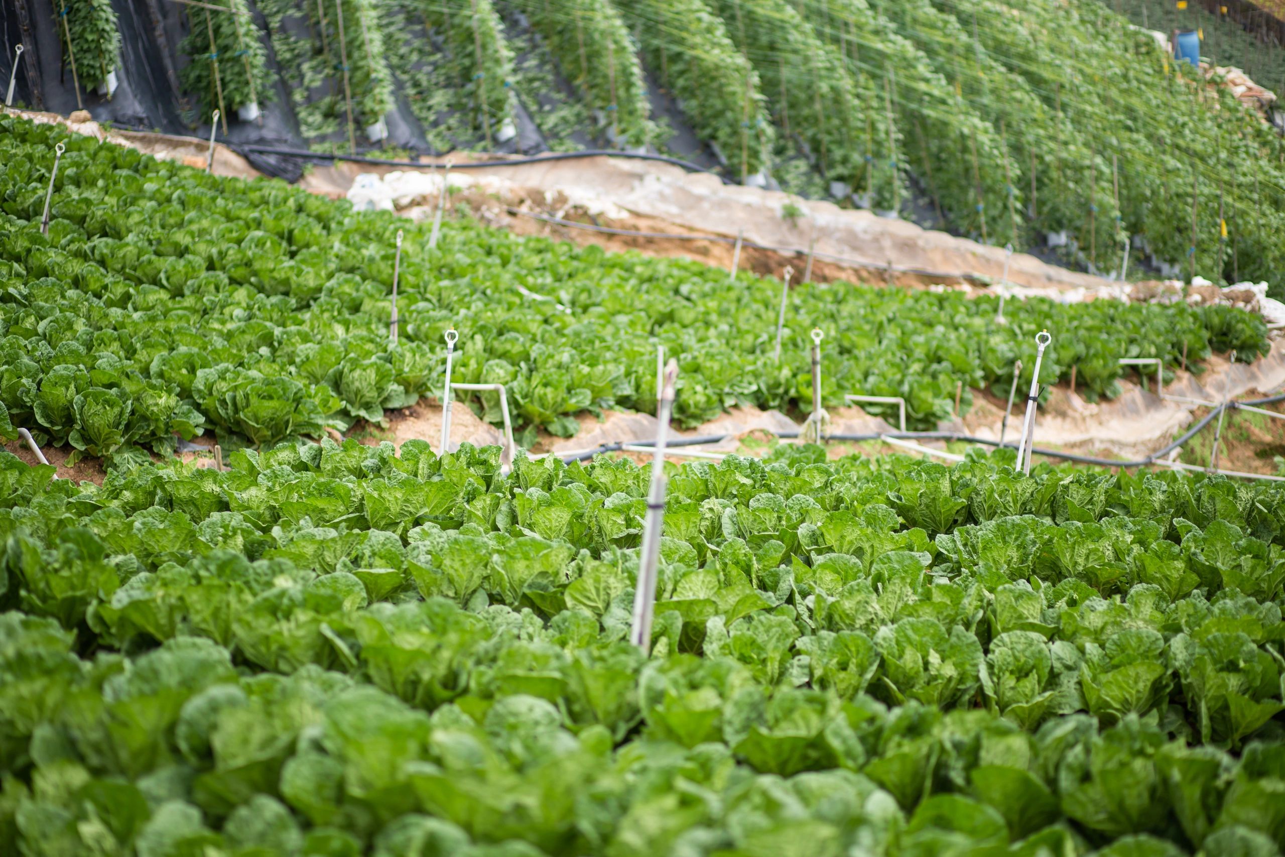 Healthy crops growing in field rows
