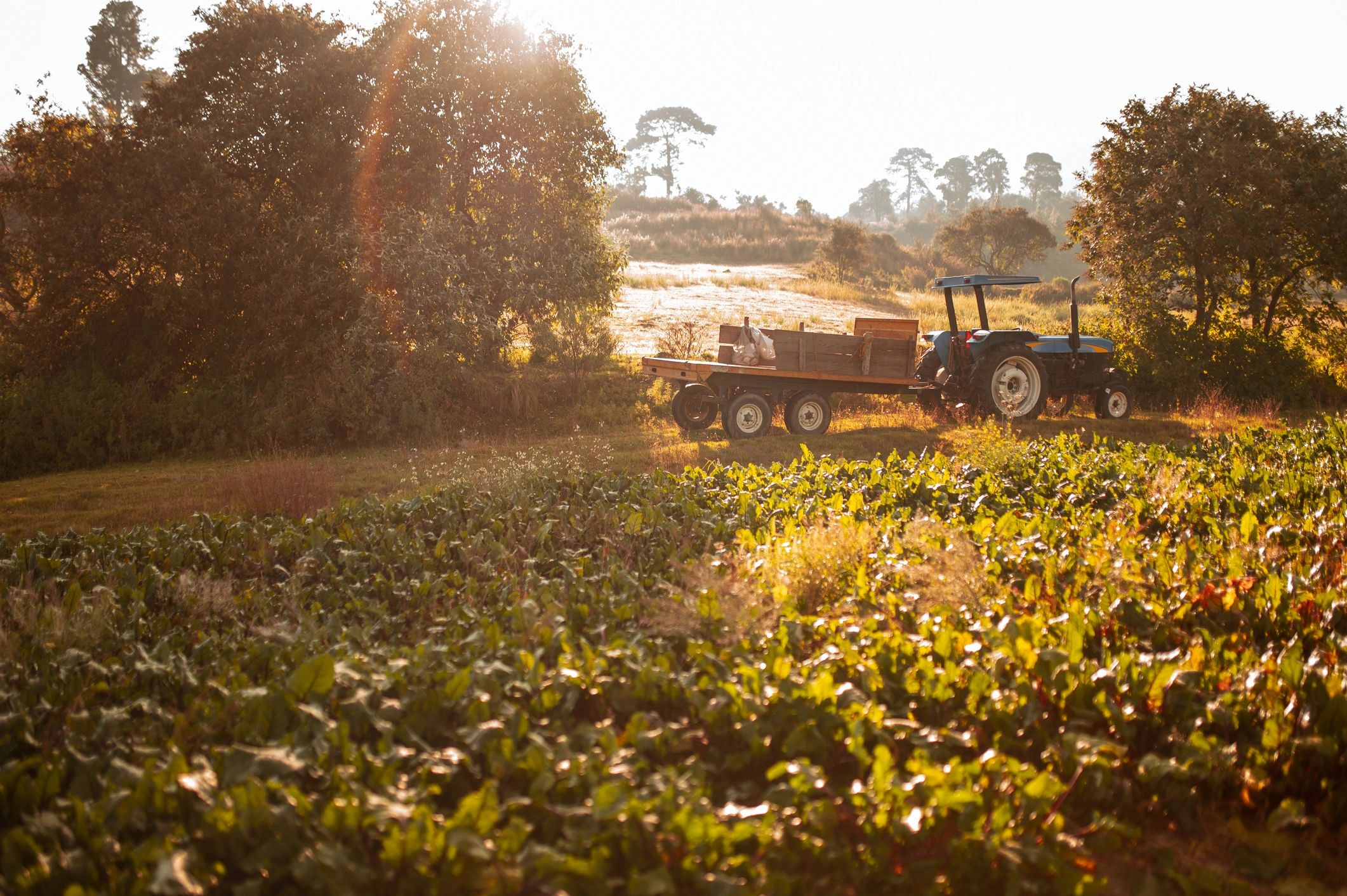 Sunrise over farmland