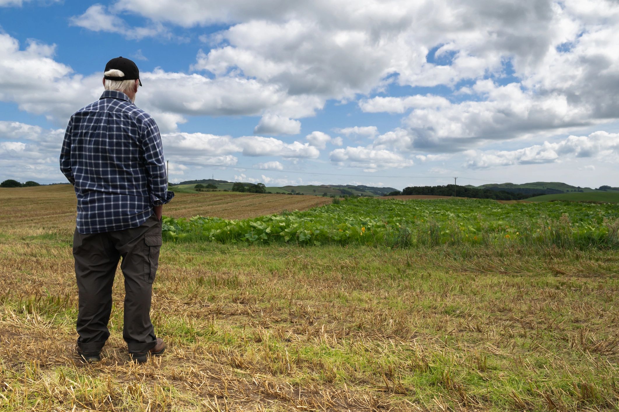 Farmer inspecting crops in a field